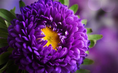 high definition flower images|hi def flower pictures.